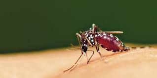 Mengenal Penyakit Chikungunya, Penyebab, Gejala dan Cara Mengobatinya |  merdeka.com
